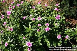 Manufacturers Exporters and Wholesale Suppliers of Catharanthus roseus Chennai Tamil Nadu